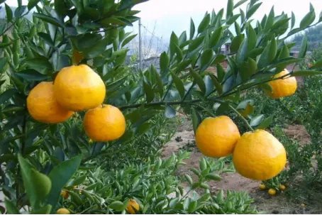 中国十大柑橘之乡是哪里