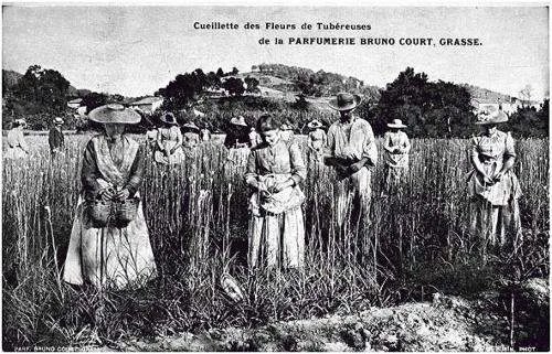 格拉斯香膏的介绍