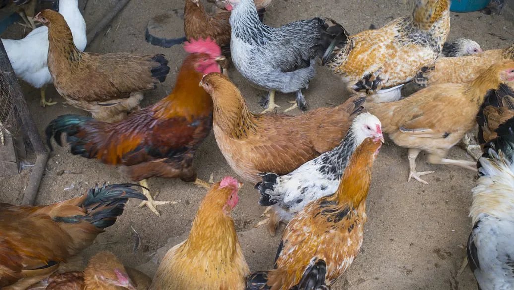 速成鸡事件影响