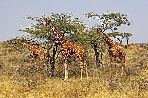 长颈鹿未来或将悄无声息灭绝,原因是什么?