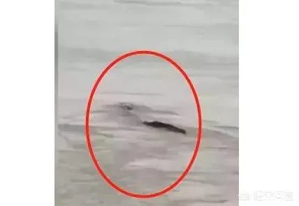 前几天出现的“三峡水怪”是什么,会是未知的生物吗?