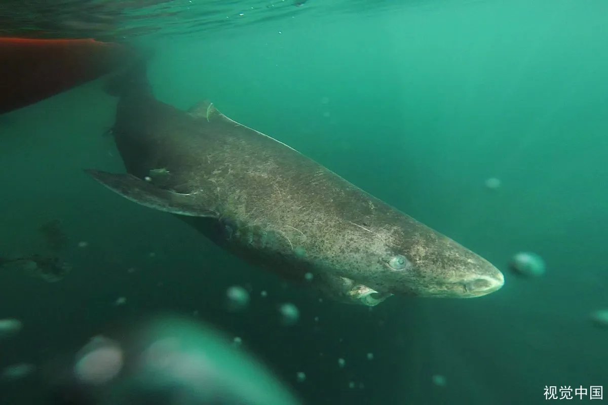 北冰洋发现快400岁的长寿鲨鱼，这是什么品种的鲨鱼？