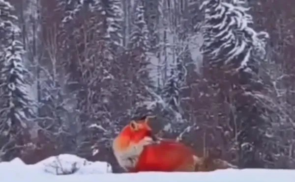 稀缺红狐为什么偏偏在大兴安岭出没，而不是其他地方？