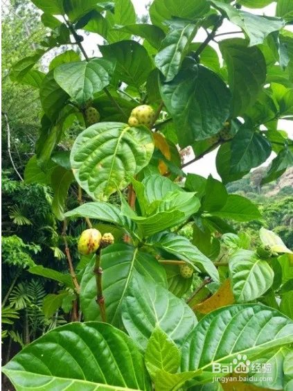 图瓦卢旅游攻略