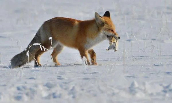 稀缺红狐为什么偏偏在大兴安岭出没,而不是其他地方?