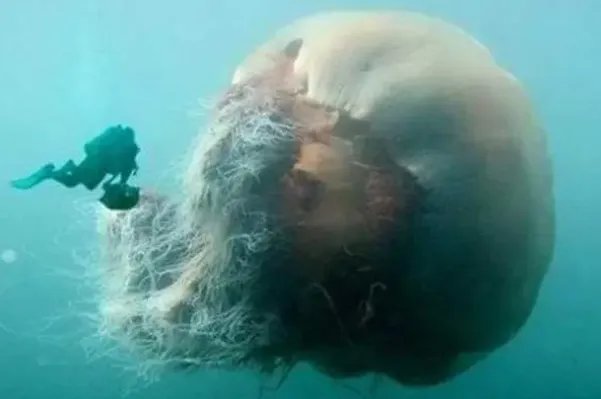 十大最大的海洋生物排名,第一是蓝鲸,虎鲸上榜