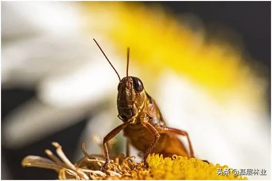 如何看待黄脊竹蝗已经入侵我国云南普洱市累积发生面积近10万亩，将会造成什么样的影响?应该如何应对？