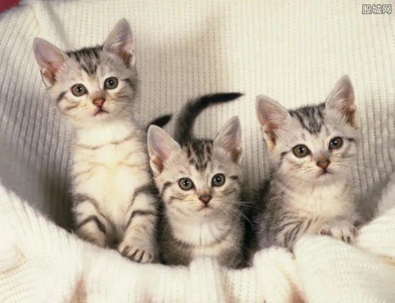 为什么人死后守夜不能让猫接近 竟然会诈尸