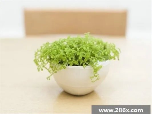 梦见胞妹在医院指路给我找父亲