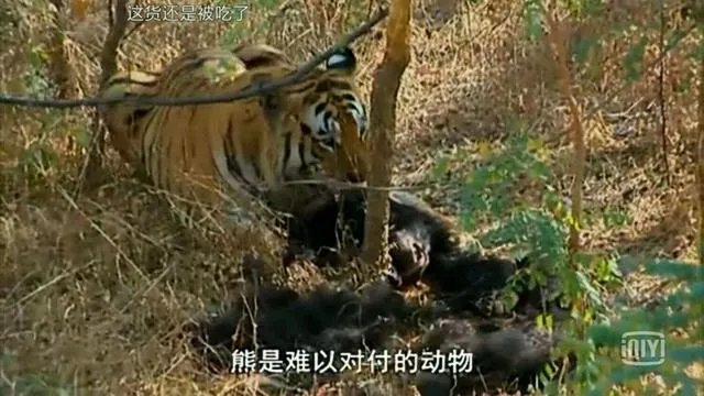 老虎和北极熊，谁更厉害？