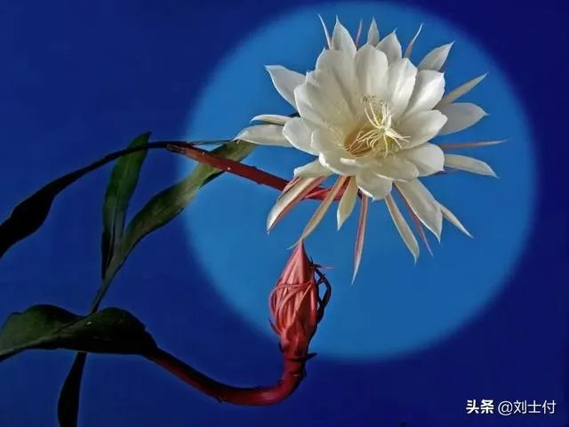 今年春晚你们有什么期待的吗？比如说赵本山会上吗？