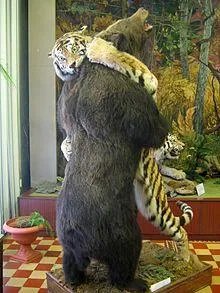 老虎和北极熊，谁更厉害？