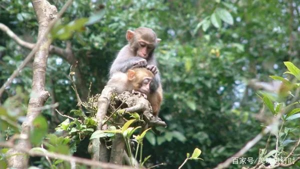 为什么猴子爱给同伴捉虱子？