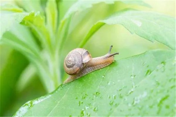 世界上牙齿最多的动物,究竟是什么?