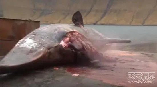 男子解剖香鲸 竟发生神奇一幕(画面吓人)