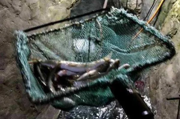 老汉掘地16米挖出鱼泉后来有没有被封死