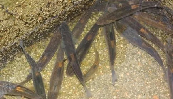 一个湖泊里没有放鱼，为什么过一段时间就会有鱼？