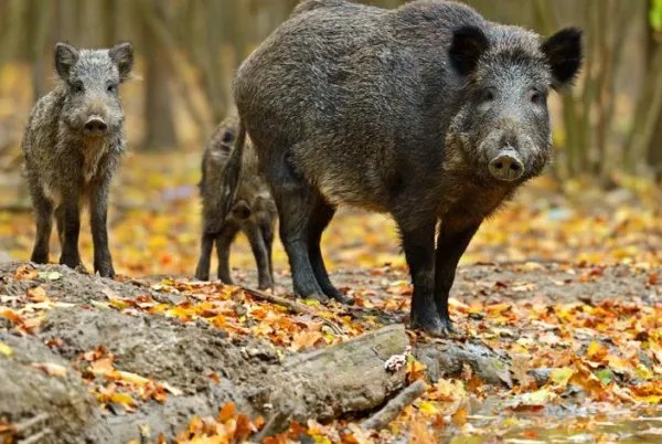 理塘男子被野猪攻击遇难，野猪成灾，伤人不断，为何仍要保护它？