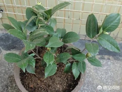 两年的小苗茶花怎么剪枝?