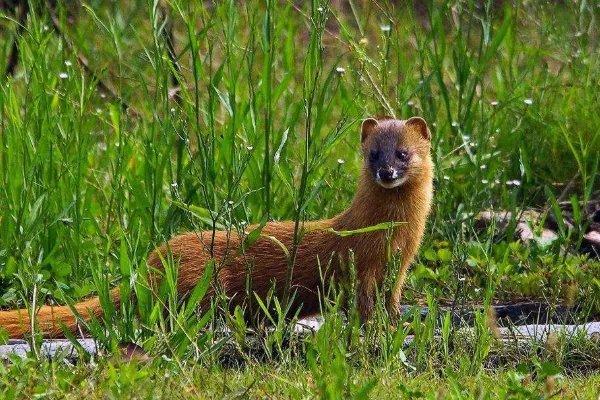 黄鼠狼为什么要拜月?