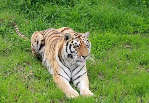 吉林女子下班途中遇东北虎雪地漫步，遇到野生动物该如何保证自身安全？