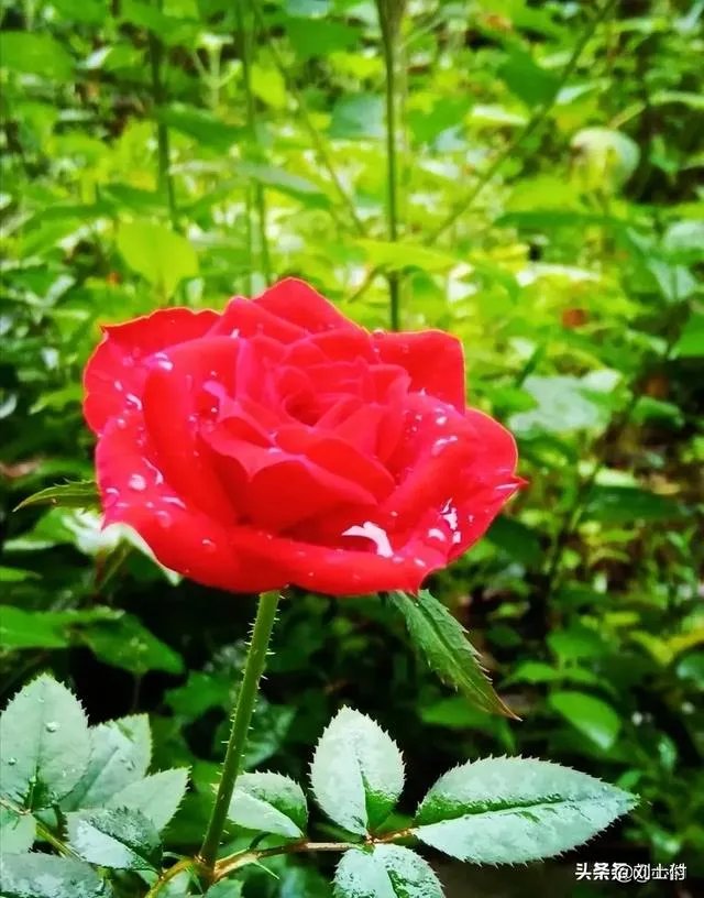 今年春晚你们有什么期待的吗?比如说赵本山会上吗?