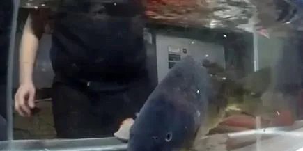 男子把鱼放干冰冷冻 奇迹出现了（图）