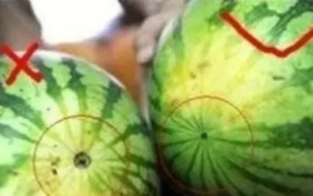 西瓜也分公母?原来我这么多年一直吃错了（组图）