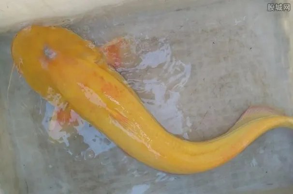 男子钓金黄大怪鱼 每100万条鱼中才会有一条？