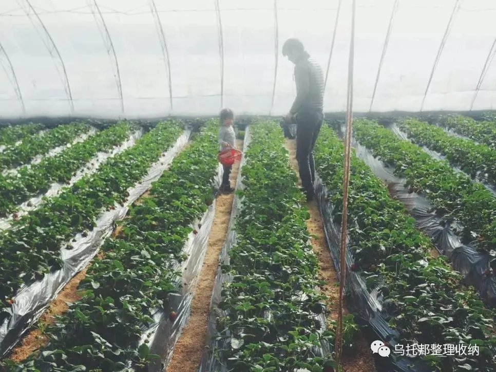 『原创』自己摘,自己动手做美味果汁!有独家秘方!