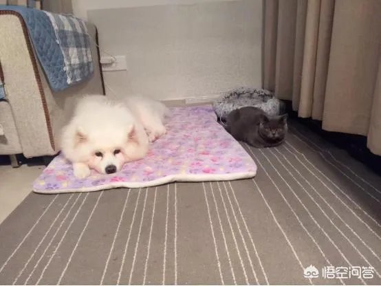 狗狗泪痕怎么解决?