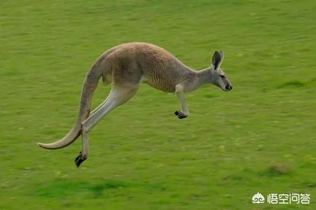 为何有些人喜欢去澳洲旅游?