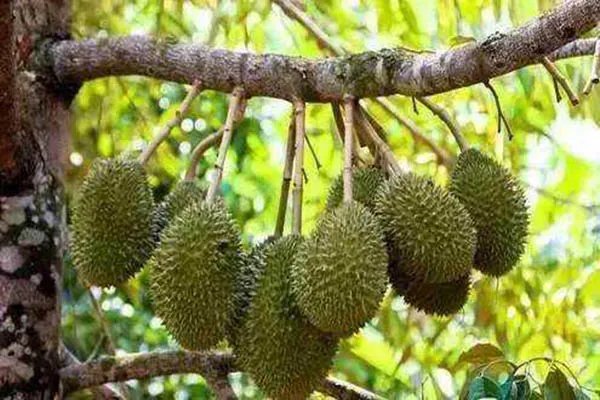 村民食用哄抢榴莲食物中毒