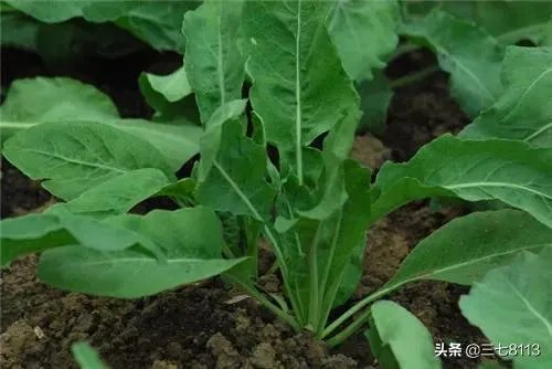 适合南方种植的懒人药材有哪些？