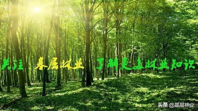 如何看待黄脊竹蝗已经入侵我国云南普洱市累积发生面积近10万亩，将会造成什么样的影响?应该如何应对？