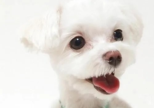 狗狗泪痕怎么解决?