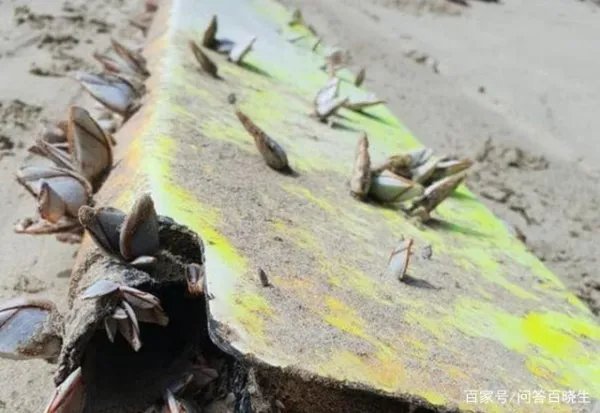 疑似MH370残骸被冲上海滩，带来新希望，失踪飞机谜团可以解开吗？