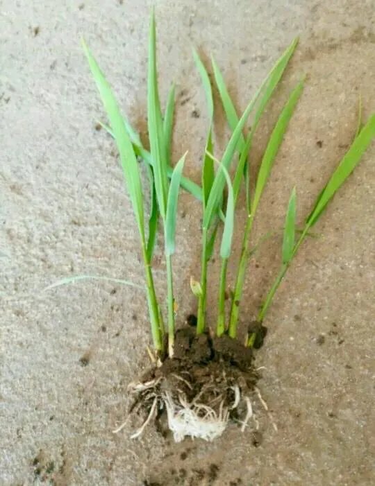 中国南北的水稻