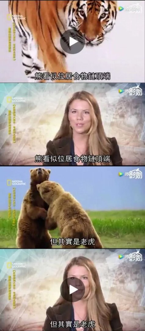 老虎和北极熊，谁更厉害？