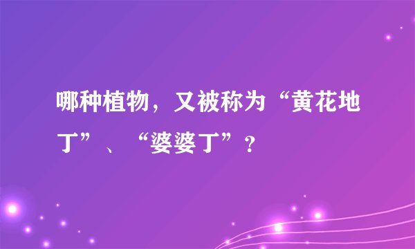 哪种植物，又被称为“黄花地丁”、“婆婆丁”？