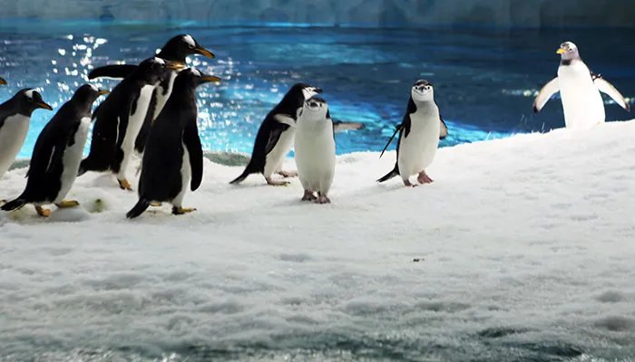 南极动物有哪些