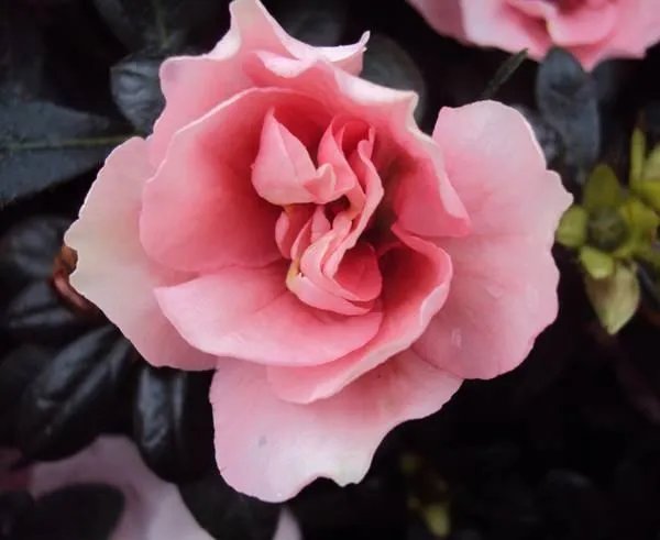 啊拼音组词大全