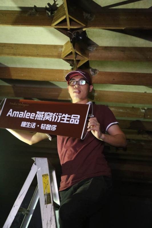 为什么卖马来西亚燕窝的人,都说印尼燕窝不好,看真相