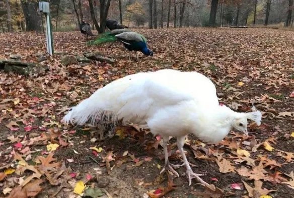 谁说天下乌鸦一般黑!这20只白化病动物美得让人窒息