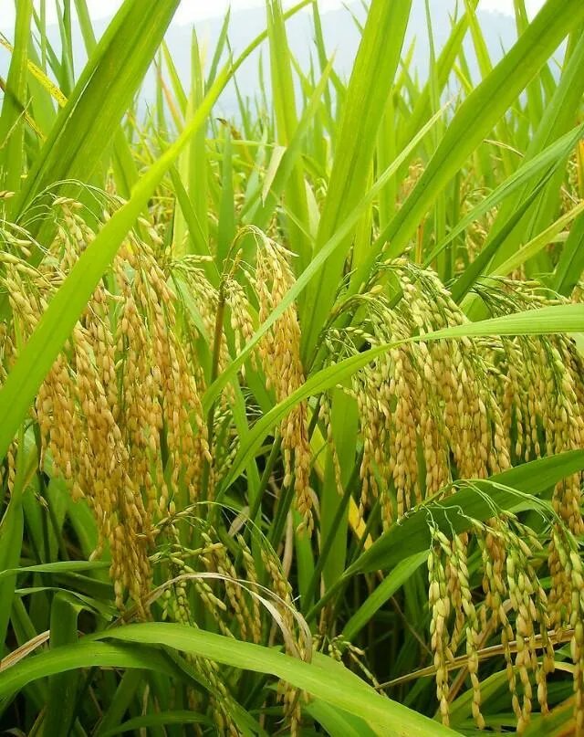 中国南北的水稻