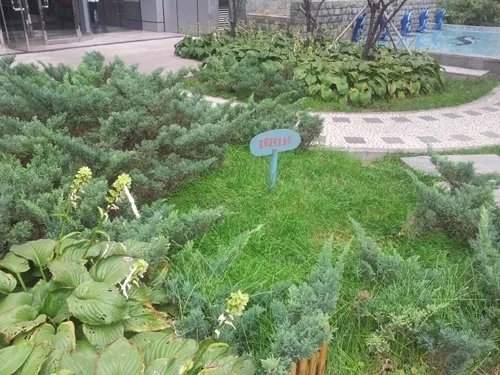 三星I919 拍照摄影