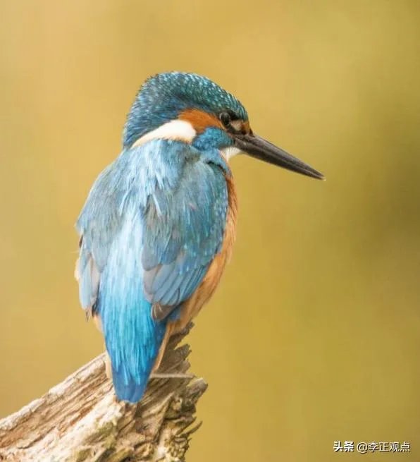 贵州“龙吟”异响，专家前往当地探虚实，三网友被办，怎么回事？