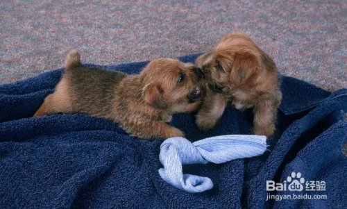 杭州狗主人被刑拘，日常遛狗需要注意什么？