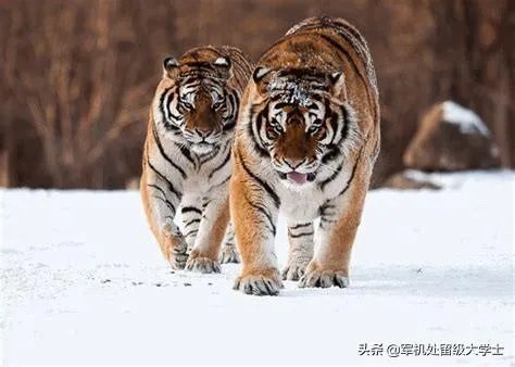 老虎和北极熊，谁更厉害？