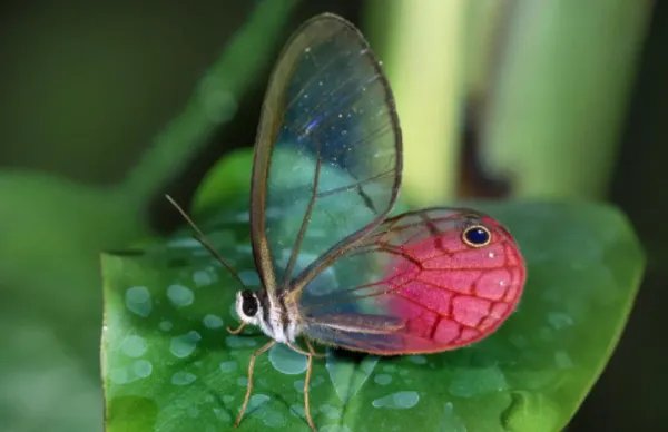 世界上十大罕见动物